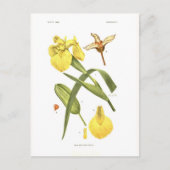 Carte Postale Iris pseudacorus (Devant)