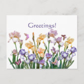 Carte Postale Iris Purple (Devant)