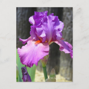 Carte Postale Iris ‘Raspberry Ripples’ [Carte Postale] ポ ー ド