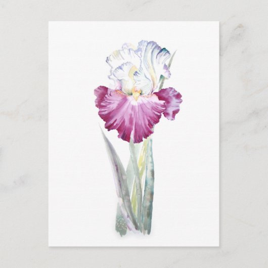 Carte Postale Iris rose (Devant)