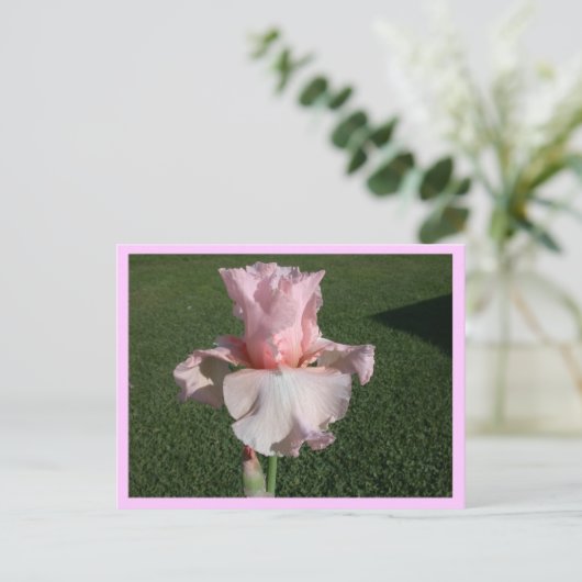 Carte Postale Iris rose (Debout devant)