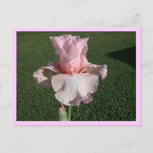 Carte Postale Iris rose (Devant)