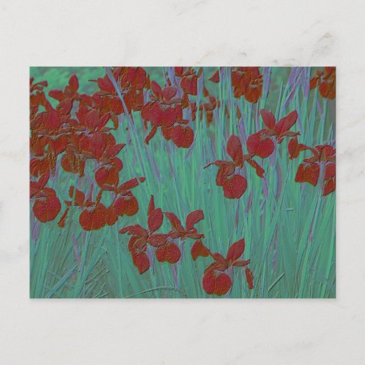 Carte Postale Iris rouge (Devant)