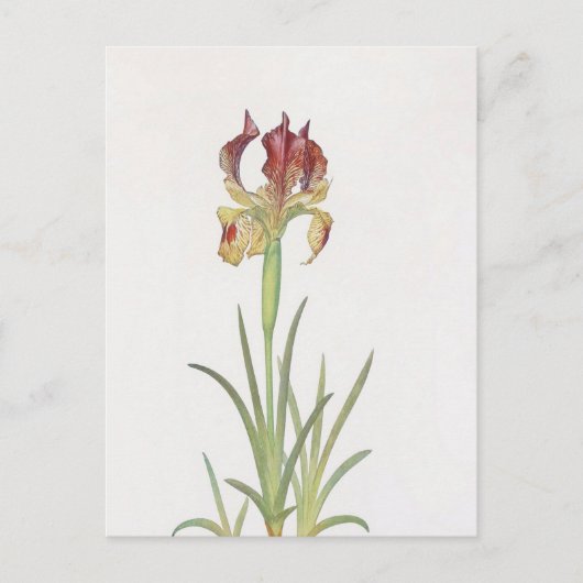 Carte Postale Iris Sari par William Dykes (Devant)