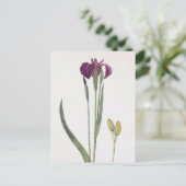 Carte Postale Iris Setosa par William Dykes (Debout devant)