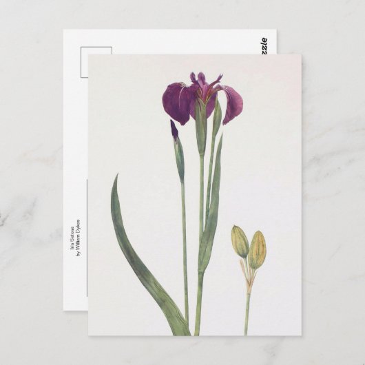 Carte Postale Iris Setosa par William Dykes (Devant / Derrière)