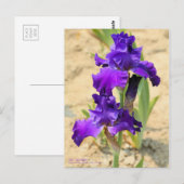 Carte Postale Iris "Skyship"    [Carte postale] (Devant / Derrière)