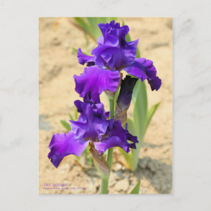 Carte Postale Iris "Skyship"    [Carte postale]