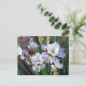 Carte Postale Iris Sprint Violet et Blanc (Debout devant)
