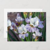 Carte Postale Iris Sprint Violet et Blanc (Devant / Derrière)