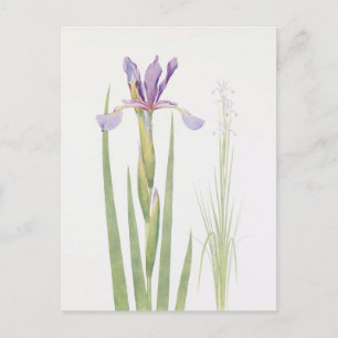 Carte Postale Iris Spuria (Cachemire) par William Dykes