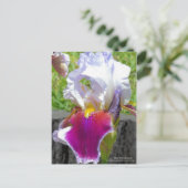 Carte Postale Iris "Stunning" [Carte Postale] (Debout devant)