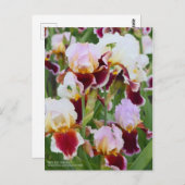 Carte Postale Iris "Stunning" [Carte Postale] (Devant / Derrière)