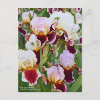 Carte Postale Iris "Stunning" [Carte Postale]