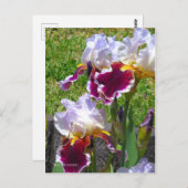 Carte Postale Iris ‘Stunning’ [Postcard] ポストカード (Devant / Derrière)