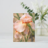 Carte Postale Iris "Sugar Plum" [Carte Postale] (Debout devant)