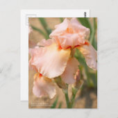 Carte Postale Iris "Sugar Plum" [Carte Postale] (Devant / Derrière)