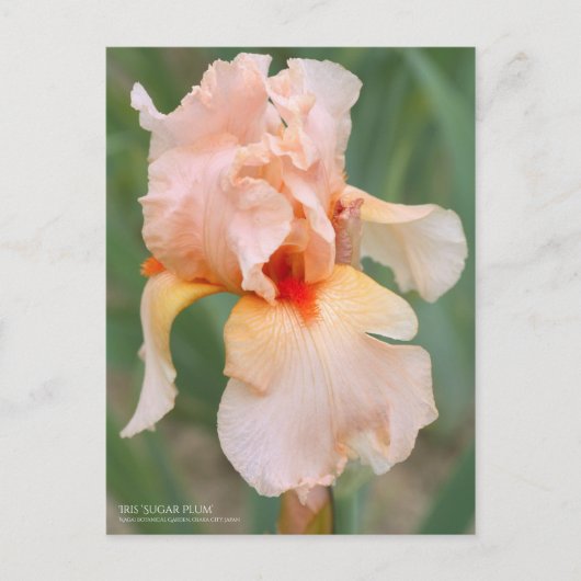 Carte Postale Iris "Sugar Plum" [Carte Postale] (Devant)