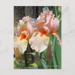 Carte Postale Iris "Sugar Plum" [Carte postale] ポ ♥ ー ド