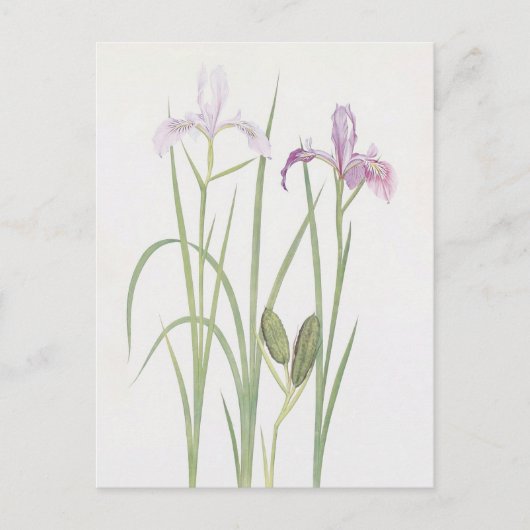 Carte Postale Iris Tenax par William Dykes (Devant)