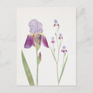 Carte Postale Iris Trojana par William Dykes