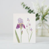 Carte Postale Iris Trojana par William Dykes (Debout devant)