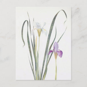 Carte Postale Iris Unguicularis par William Dykes