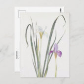 Carte Postale Iris Unguicularis par William Dykes (Devant / Derrière)