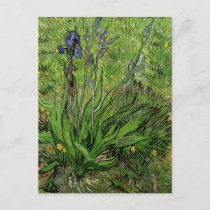 Carte Postale Iris, Vincent van Gogh