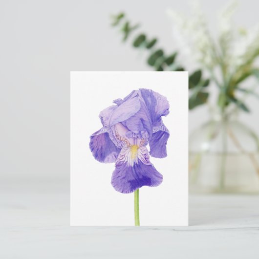 Carte postale Iris violet (Debout devant)