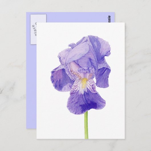 Carte postale Iris violet (Devant / Derrière)