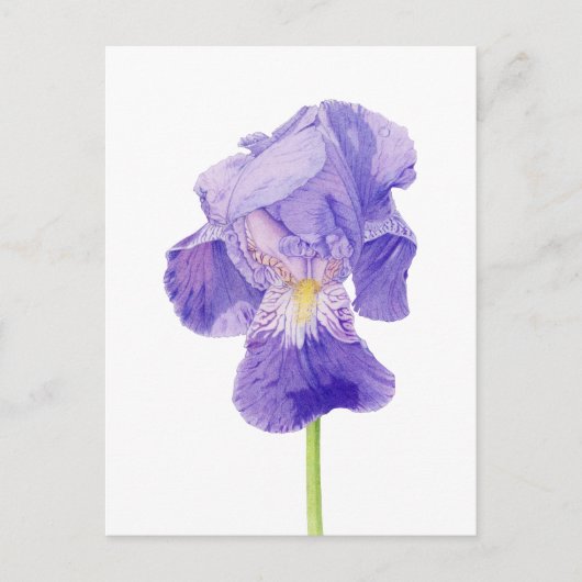 Carte postale Iris violet (Devant)