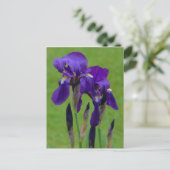 Carte postale Iris violet (Debout devant)