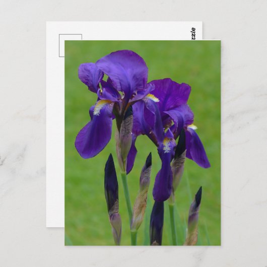 Carte postale Iris violet (Devant / Derrière)