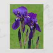 Carte postale Iris violet (Devant)