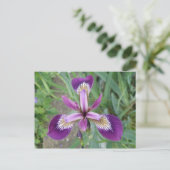 Carte postale Iris violet (Debout devant)