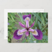 Carte postale Iris violet (Devant / Derrière)