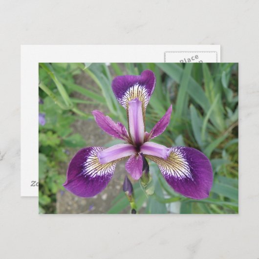 Carte postale Iris violet (Devant / Derrière)