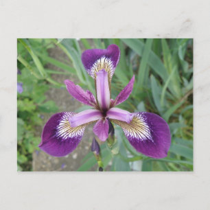 Carte postale Iris violet