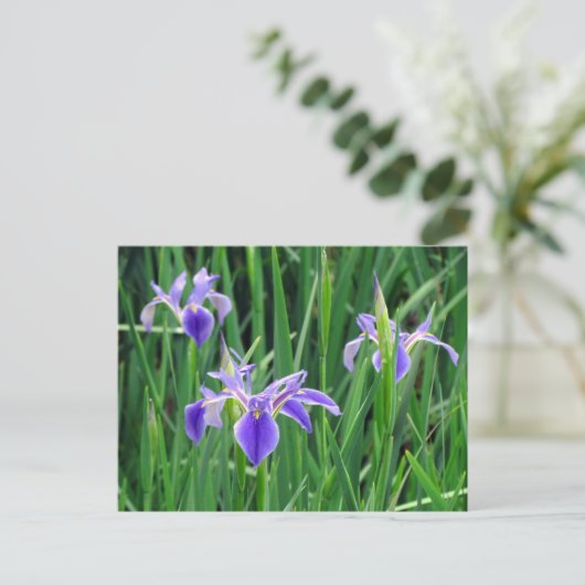 Carte postale Iris violet (Debout devant)