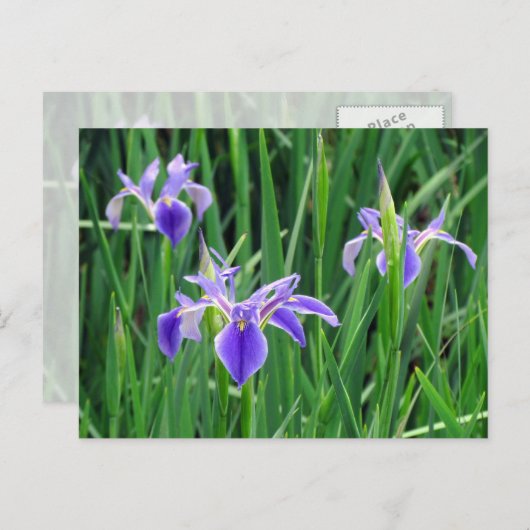 Carte postale Iris violet (Devant / Derrière)