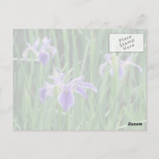 Carte postale Iris violet (Dos)