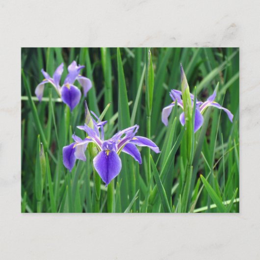 Carte postale Iris violet (Devant)