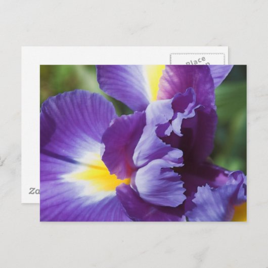 Carte Postale iris violet près (Devant / Derrière)