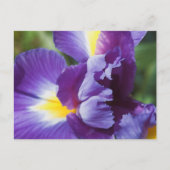 Carte Postale iris violet près (Devant)