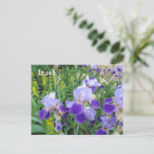 Carte Postale Iris violets (Debout devant)