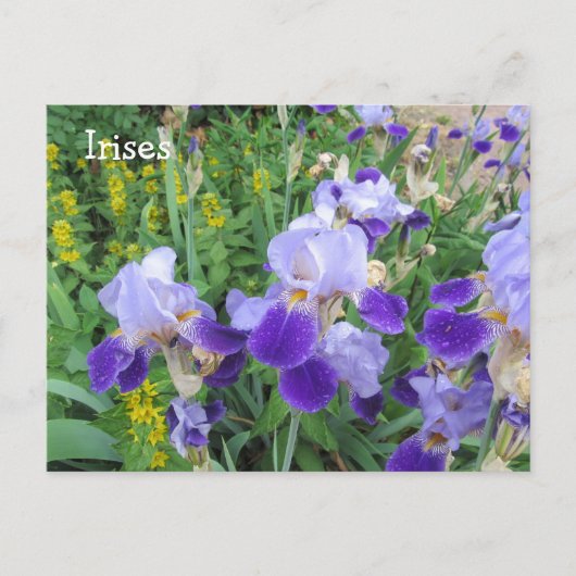 Carte Postale Iris violets (Devant)