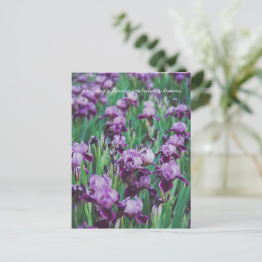Carte Postale Iris violets  (Debout devant)