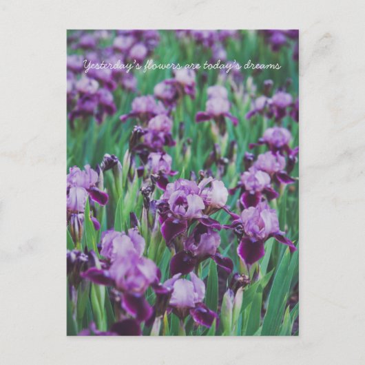Carte Postale Iris violets (Devant)