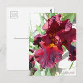 Carte Postale Iris "War Sayles" [Carte postale] (Devant / Derrière)